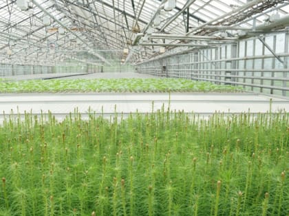 Поддержка лесного питомника в Иркутской области