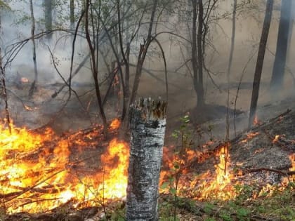 Площадь лесных пожаров в Иркутской области сократилась до 820 гектаров