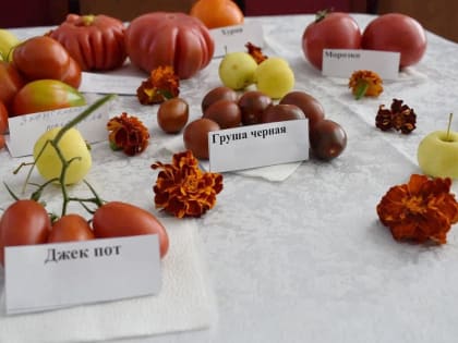 Синьор Помидор