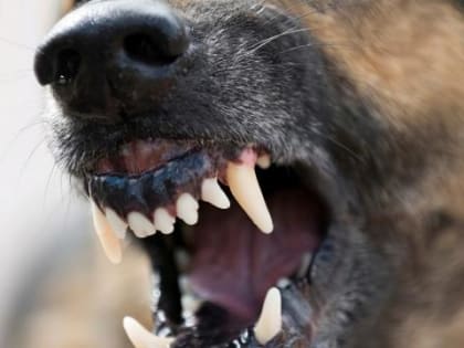 В Омске депутаты предложили ловить бездомных псов в формате "вольной охоты"