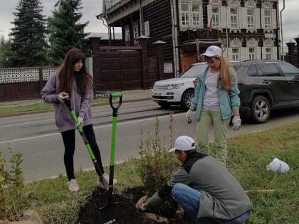 Сотню деревьев и кустарников высадили в Купеческом сквере в Иркутске