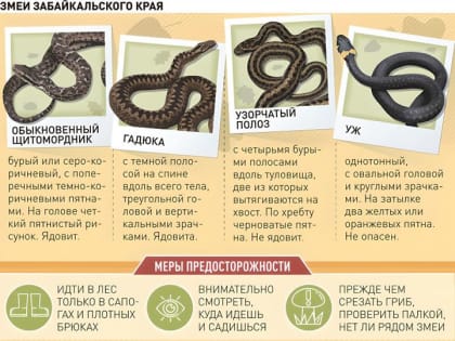 Рекордное количество нападений на детей