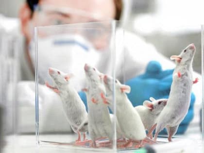 Новосибирские ученые охлаждают мышей ради получения новых лекарств