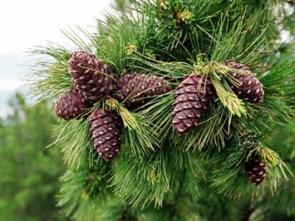 Сбор кедровых орехов в Кузбассе открыт