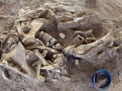 Летом ученые начнут новые раскопки на уникальном кладбище динозавров в Якутии