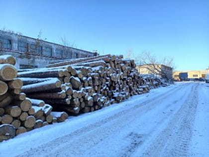 96 уголовных дел по контрабанде древесины возбудили в Сибири за 2022 год