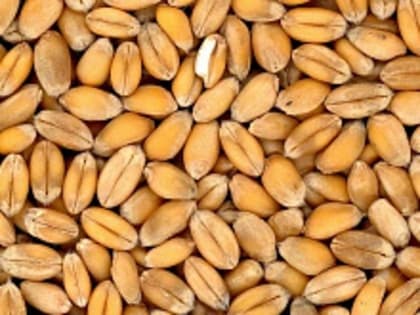 Эрдоган заявил о продолжении сотрудничества с Путиным по зерну нуждающимся странам