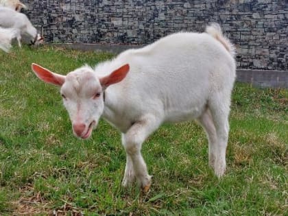 Рост производства козьего молока в Иркутской области