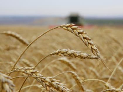 Аграрии Братского района переориентируются на выращивание рапса