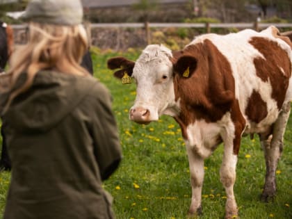 В Приангарье отменили действие режима ЧС по узелковому дерматиту крупного рогатого скота