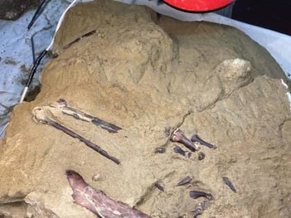 В Кузбассе впервые в России обнаружили останки хищного динозавра мелового периода