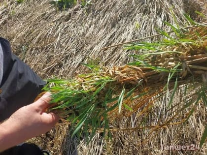 Чрезвычайная ситуация в Тайшетском районе из-за дождливого сентября