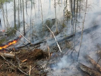 За сутки в Иркутской области ликвидировано три лесных пожара