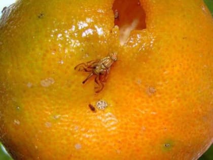 Опасного вредителя обнаружили в апельсинах иркутского комбината питания