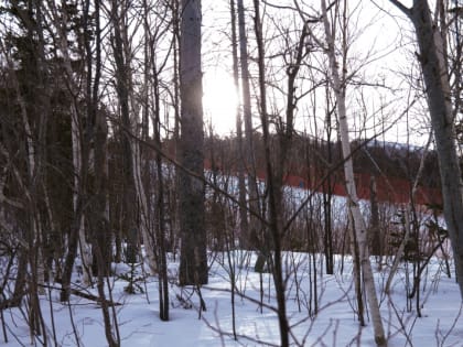 172,5 млн рублей уйдет на санитарно-оздоровительные мероприятия в лесном фонде Приангарья