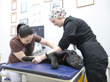 Молодые ветеринары в Иркутской области могут получить 400 тысяч «подъёмных»