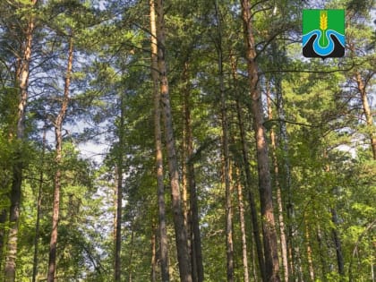 С Днем работников лесного хозяйства!