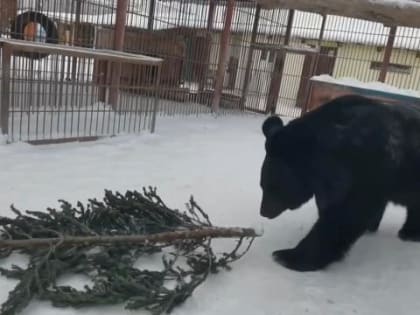 Гималайский медведь Жора оставил потомство и умер в барнаульском зоопарке