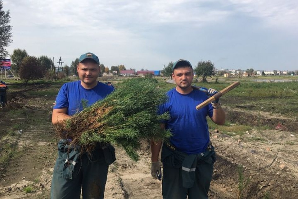 Купить саженцы иркутск. В Иркутске высадили саженцы. Саженцы сосны Иркутск. Тулунское лесничество Кирейский. Лесхоз Тулун Заречная.