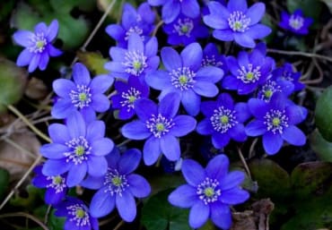 Para mi tristeza violeta azul, clavelina roja pa’ mi pasión