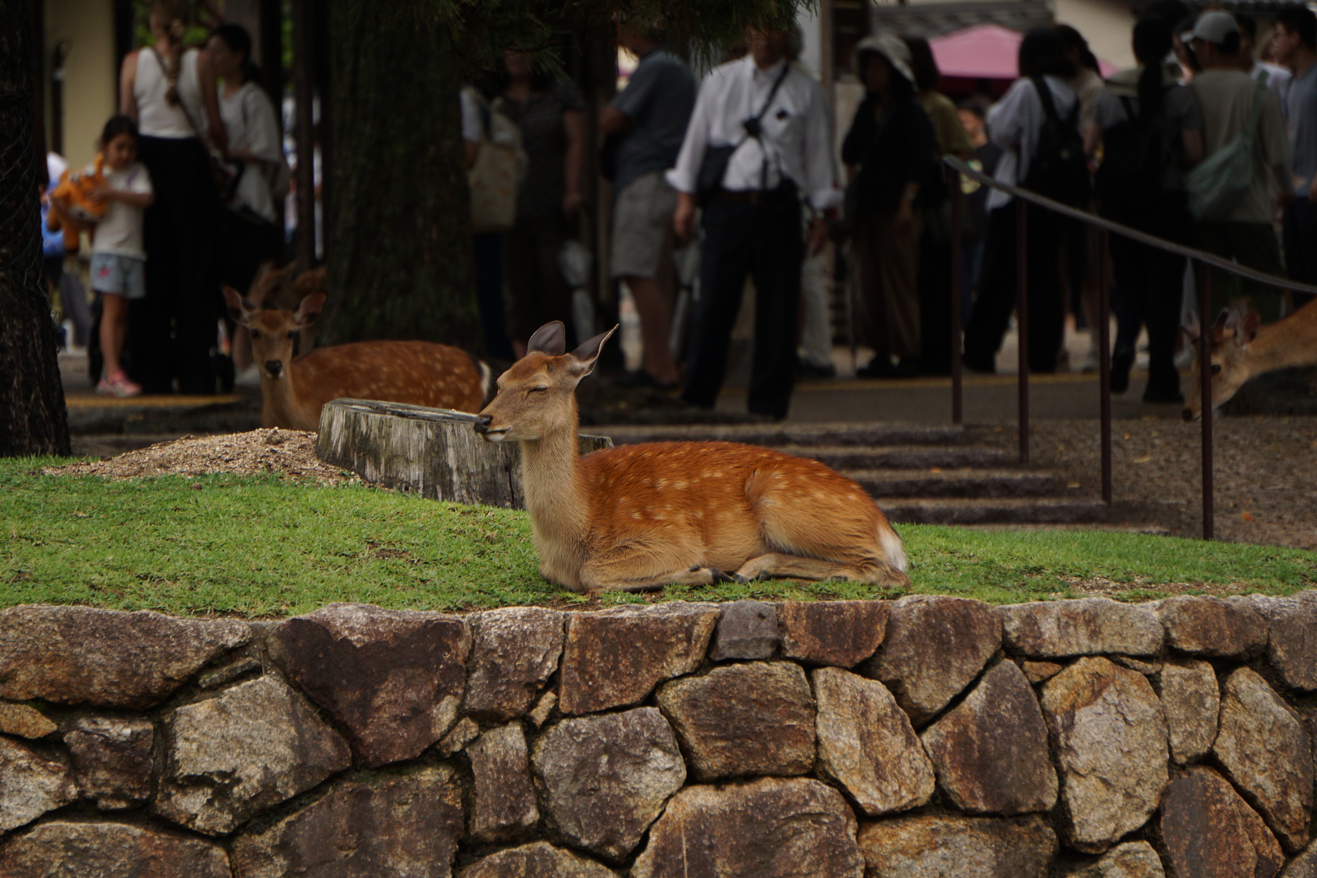 Photo - DSC06030_hojfce