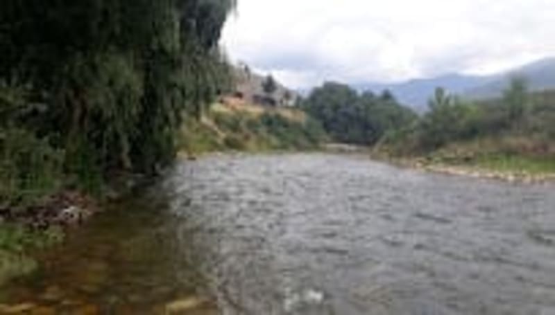 Dragon Roots Resort