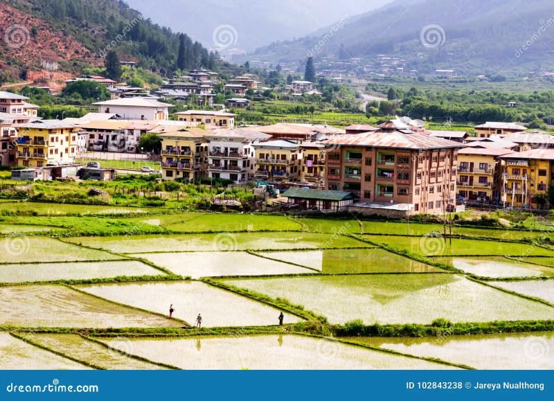 Golden Paddyfield