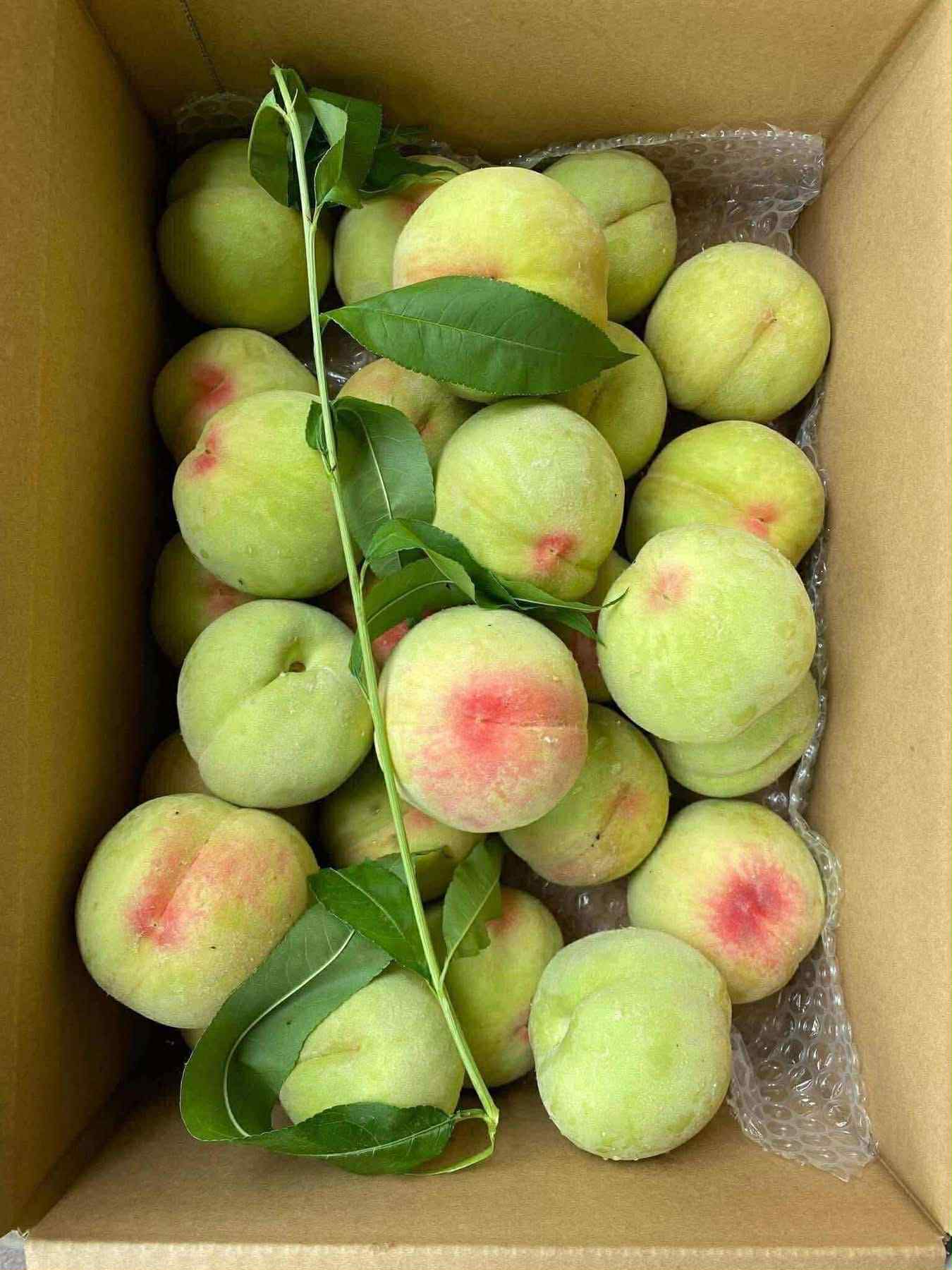Đào xanh tươi, bao giòn, bao ngọt