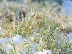 Майские заморозки: как защитить растения от холода на огороде и в теплице