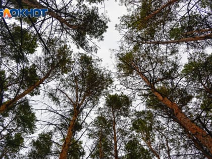 Количество покусанных клещами воронежцев приближается к 500-м