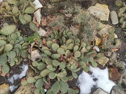 Необычные колючие «подснежники» сфотографировали в Воронеже