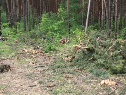 Воронежцам запретят посещать леса 