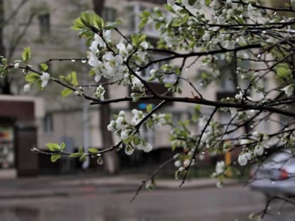 Небольшие дожди ожидаются в Воронежской области на длинной рабочей неделе