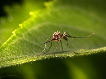 Четыре жителя Воронежской области заразились малярией южных странах в 2023 году