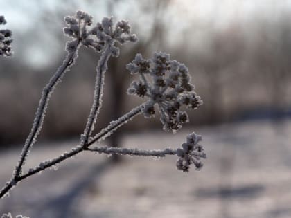 Морозная и облачная погода ожидается в Воронеже в выходные