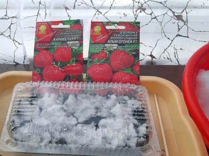 Воронежцам рассказали о необычном способе посева земляники зимой