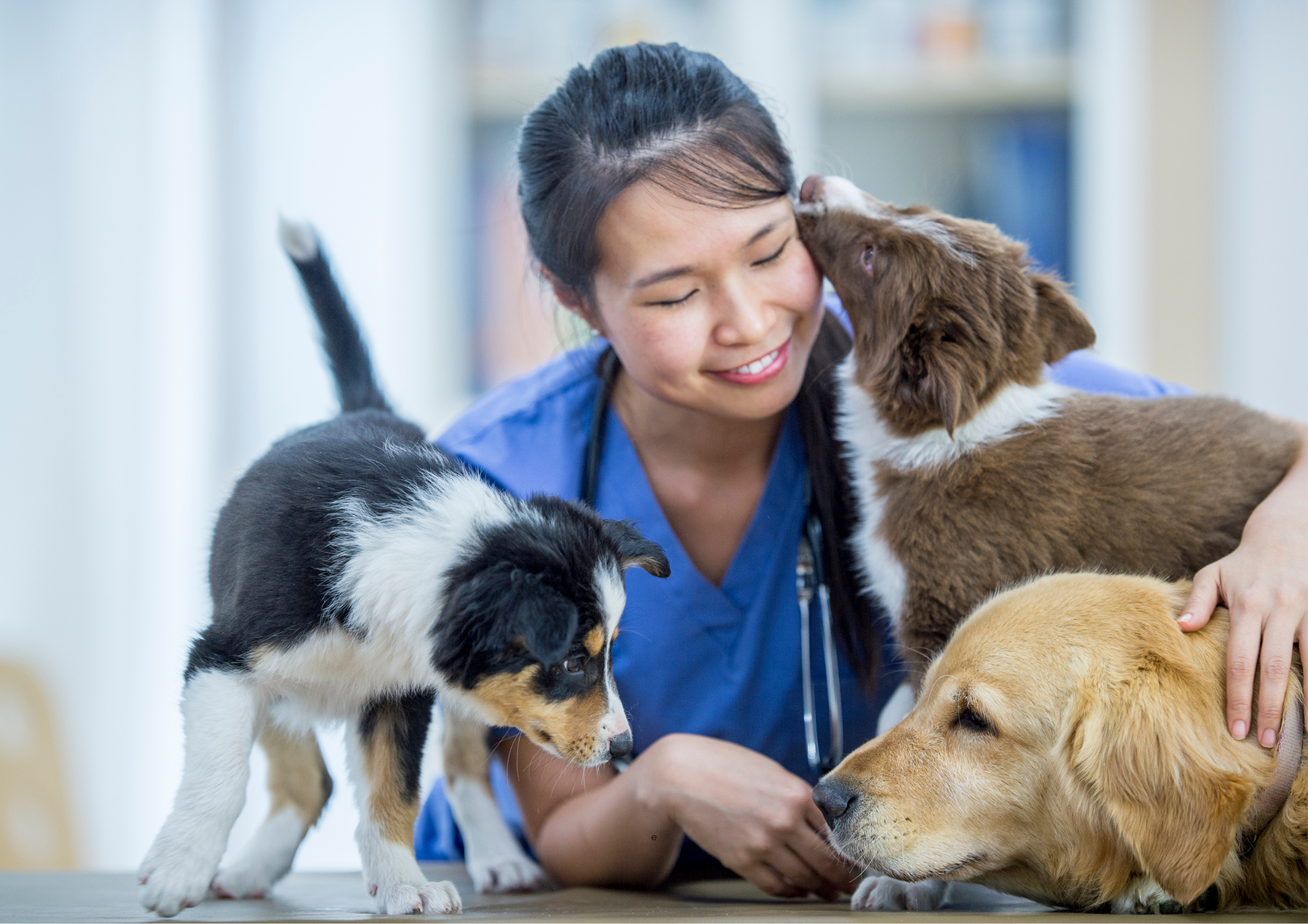 Veterinarian with pets