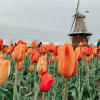 Les tulipes en Hollande