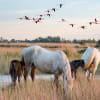 La Camargue