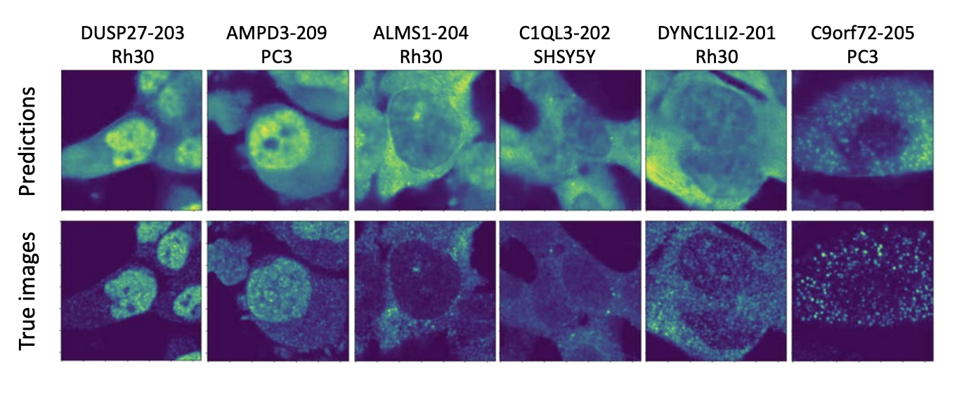 Protein Subcellular Localization