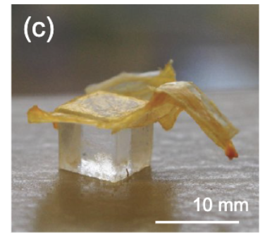 Bacterial Cellulose Origami
