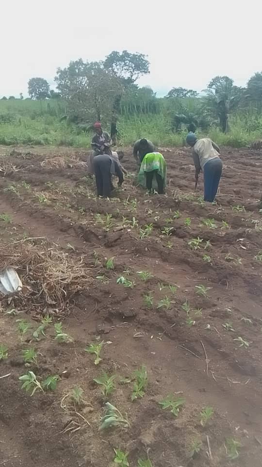 Promoting Sustainable Livelihoods Through Agriculture