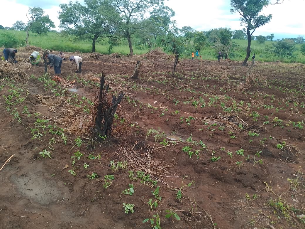 Strengthening Livelihoods Through Vegetable Farming