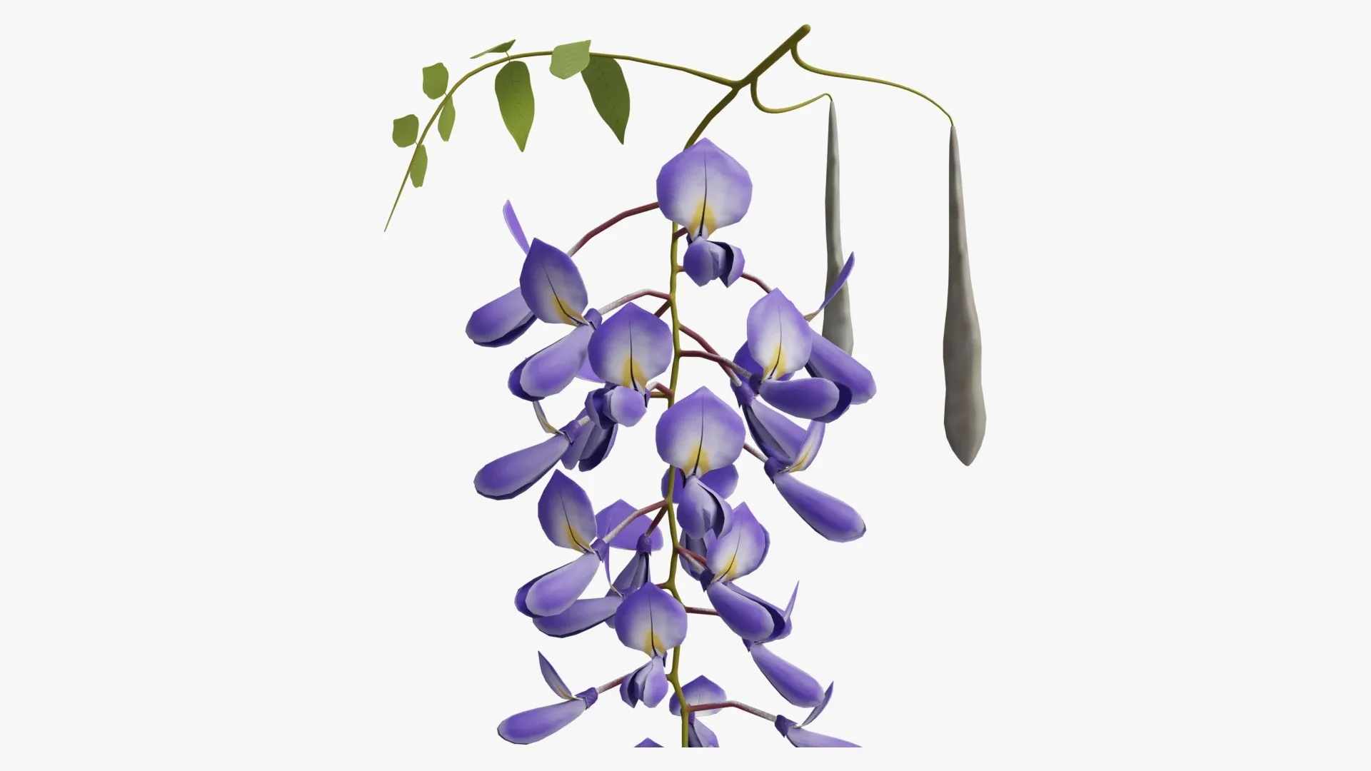 Wisteria flower