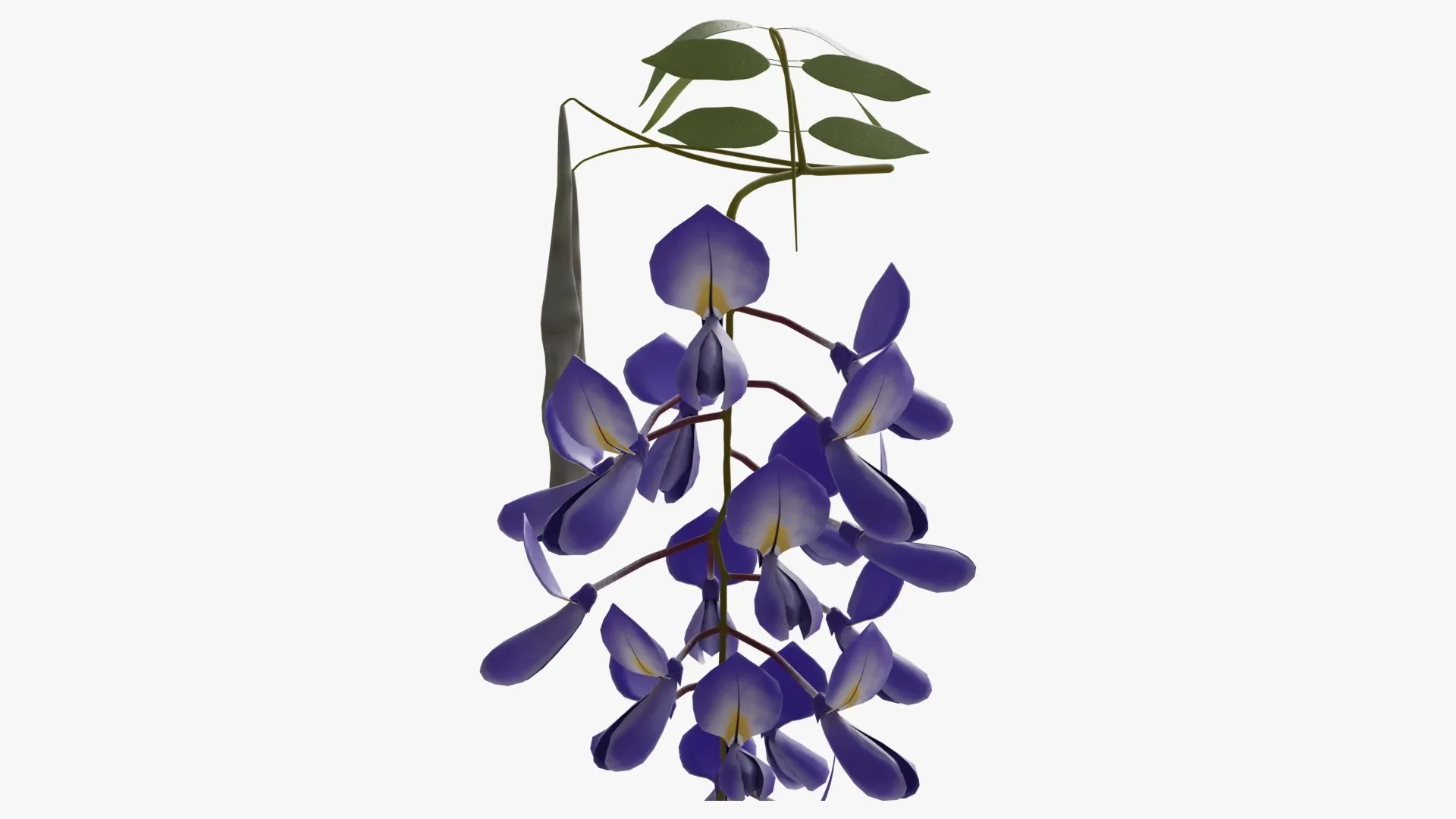 Wisteria flower