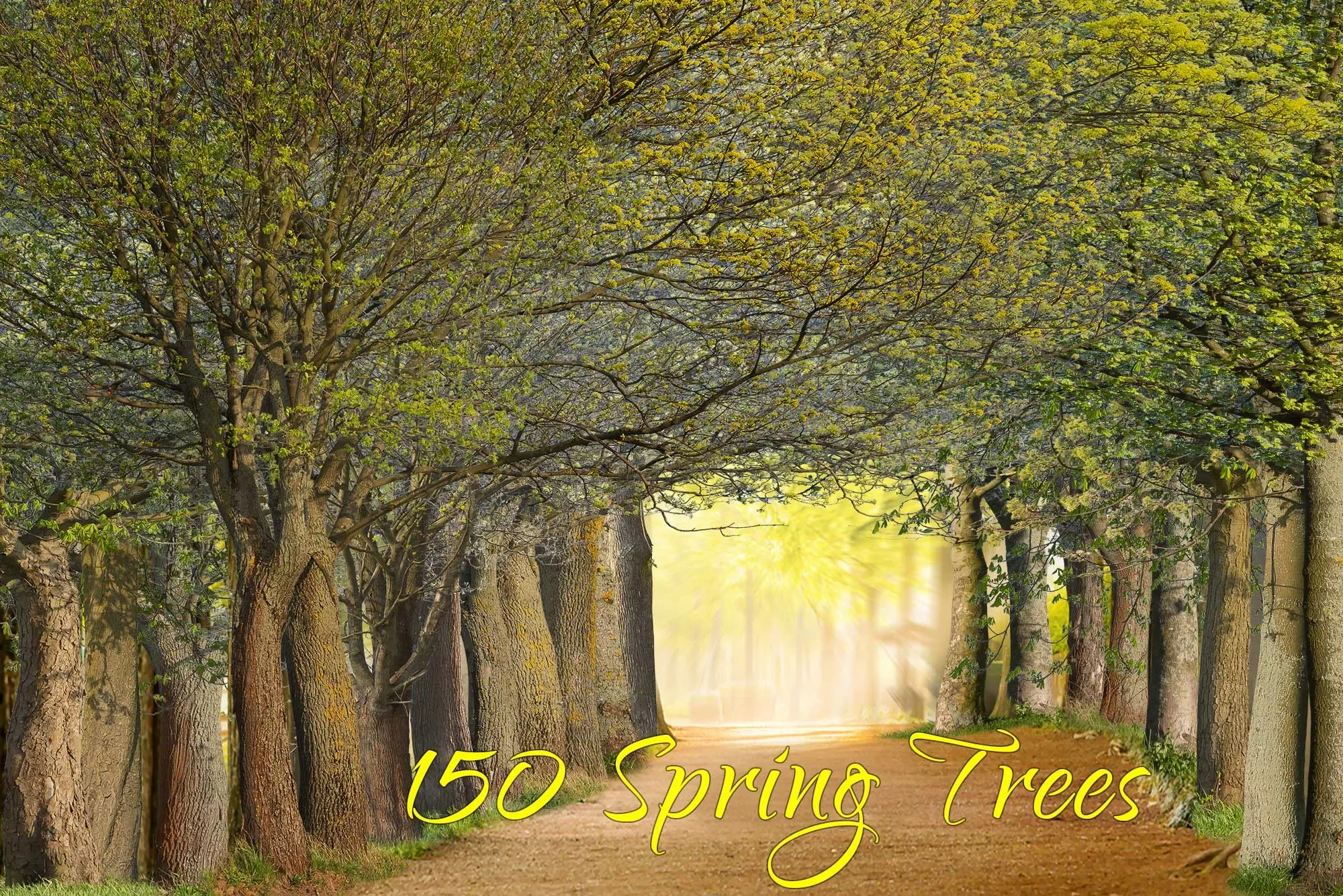 5000+ Photo Overlays MEGA Bundle, Autumn Spring Forest Tree cutout, Water Splash Overlys, Blossom Branches, Green Corner tree, Dead Trees