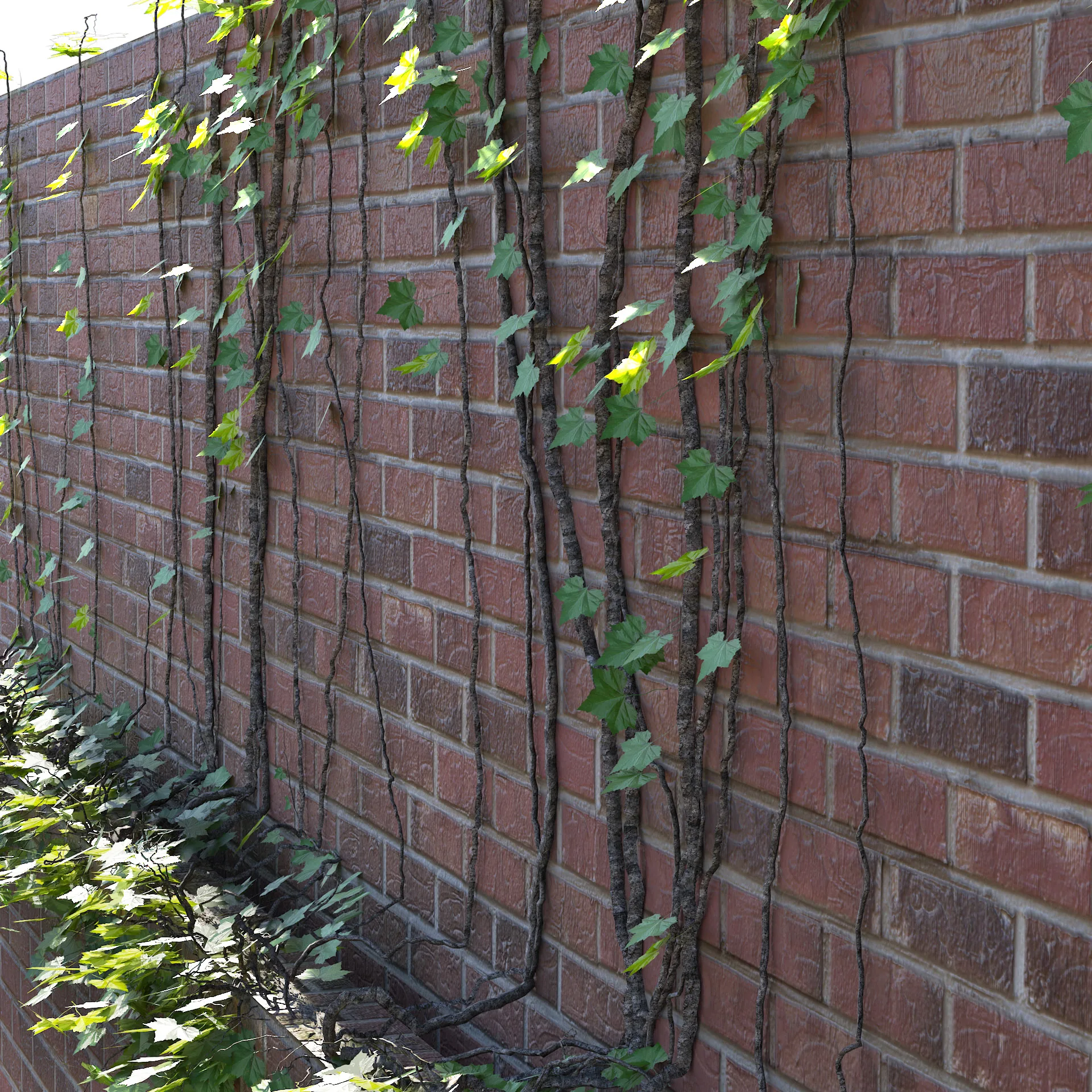 brick walls with climber plant