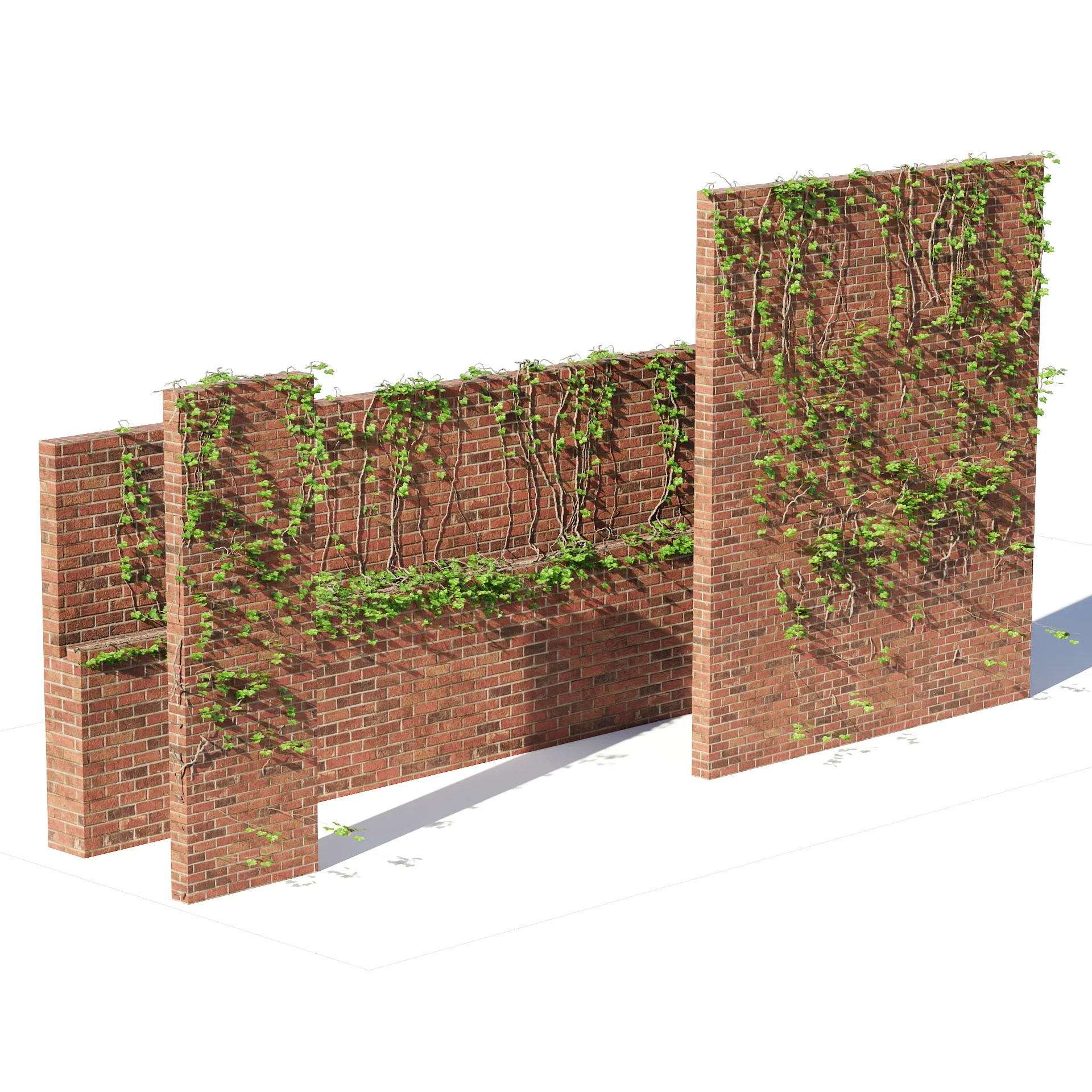 brick walls with climber plant