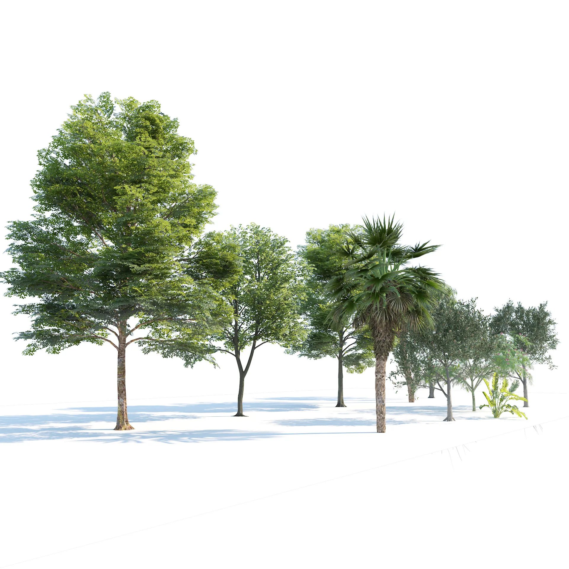 Park trees collection