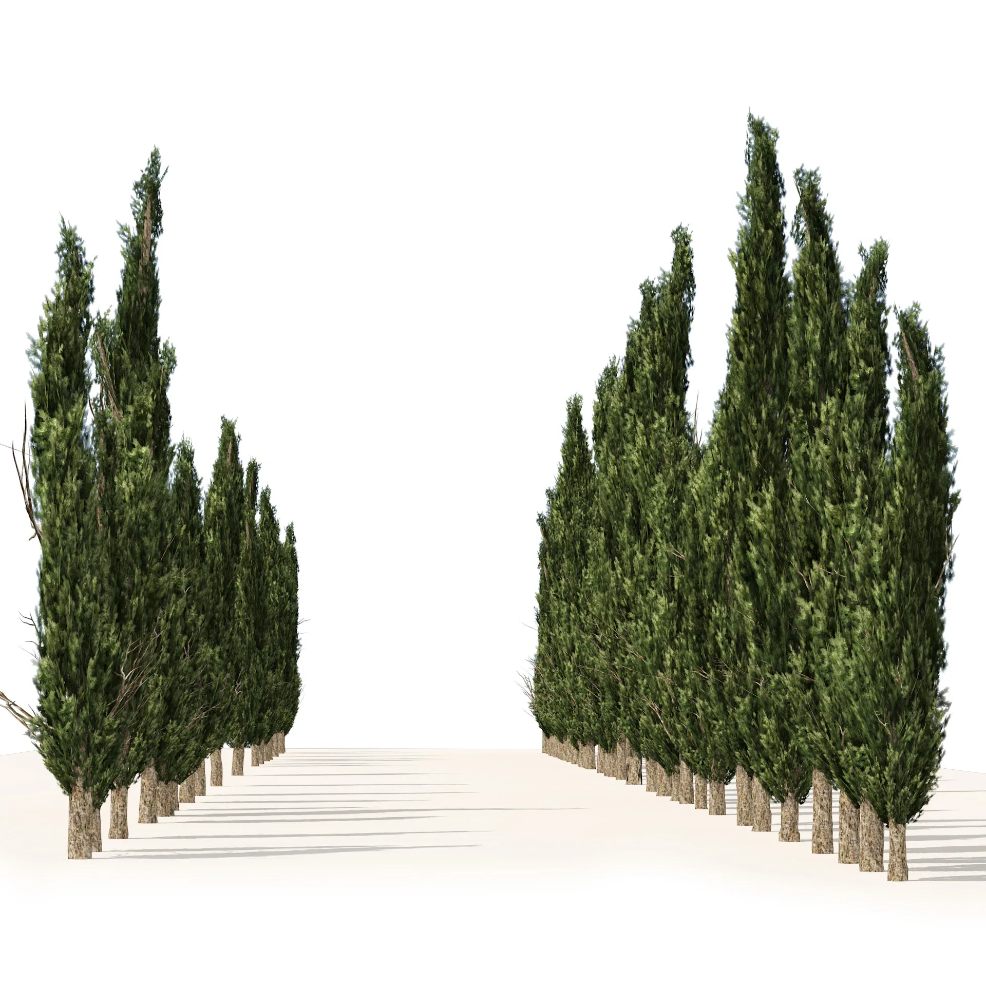 Mediterranean cypress trees